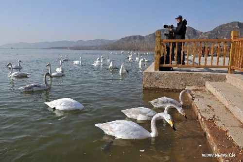 Swans fly to wetland of Yellow River in N China