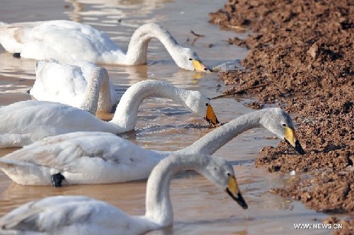 Swans fly to wetland of Yellow River in N China