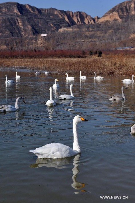 Swans fly to wetland of Yellow River in N China