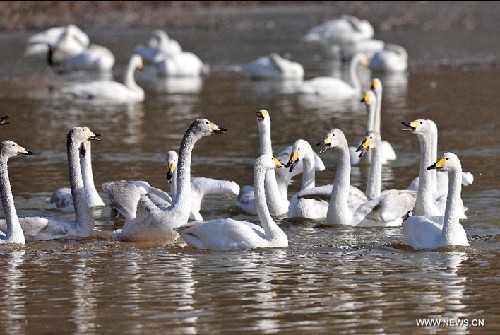 Swans fly to wetland of Yellow River in N China