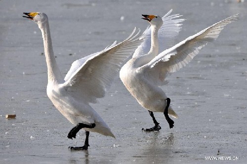 Swans fly to wetland of Yellow River in N China