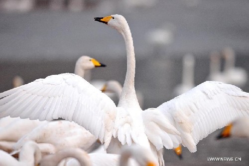 Swans fly to wetland of Yellow River in N China