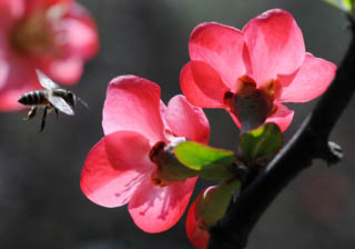 A flower trip in Taiyuan