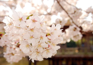 A flower trip in Taiyuan