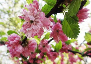 A flower trip in Taiyuan