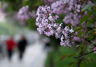 A flower trip in Taiyuan