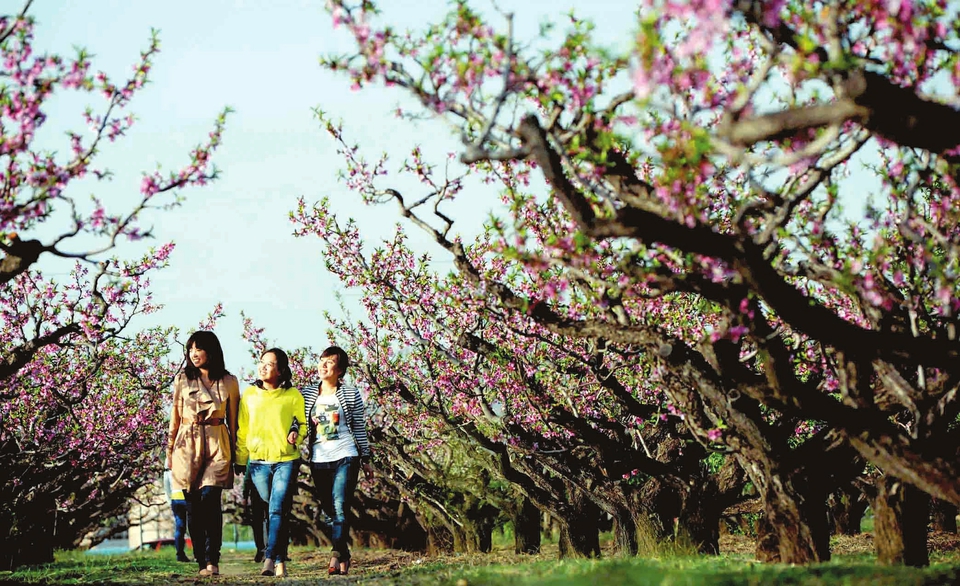 Flowers bloom in Changzhi city