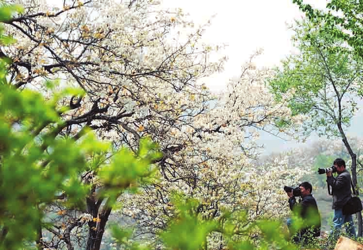 Flowers bloom in Changzhi city