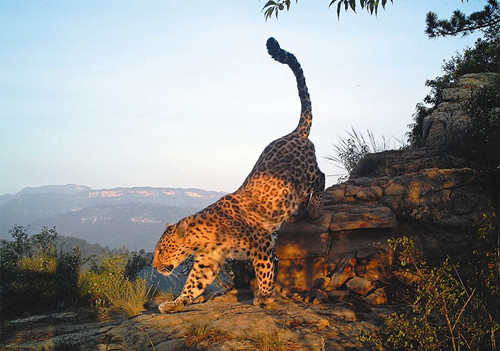 NGO assists protection of North China leopard