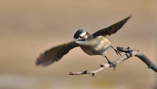 Birds flock to Taiyuan Fenhe Wetland Park