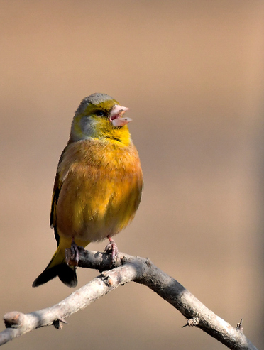 Birds flock to Taiyuan Fenhe Wetland Park