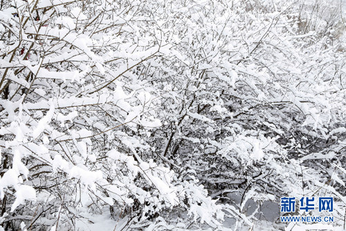 Spring snow falls on Luya Mountain