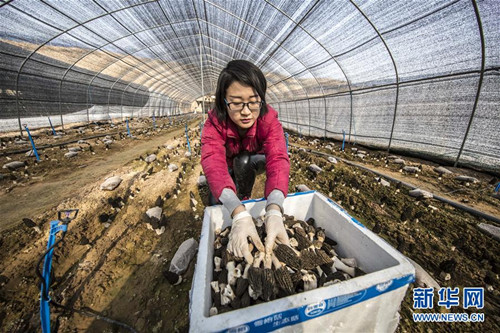 Shanxi reaps morchella harvest