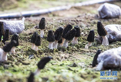 Shanxi reaps morchella harvest