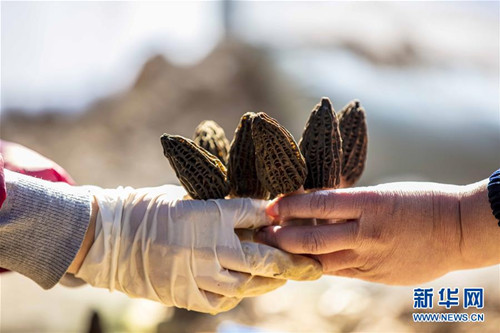 Shanxi reaps morchella harvest