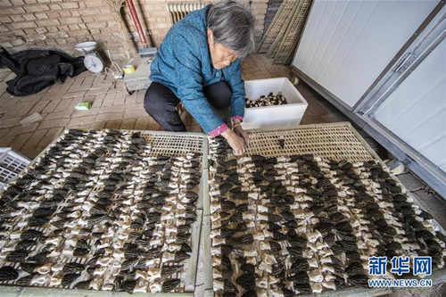 Shanxi reaps morchella harvest