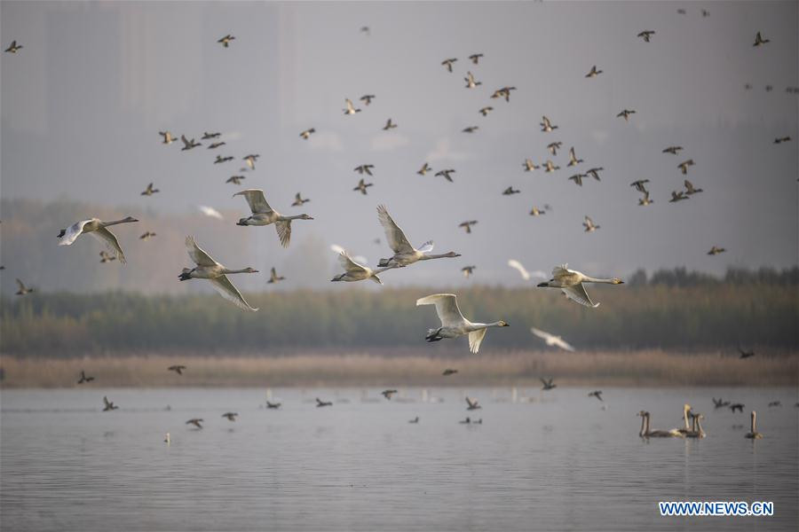 Whooper swans fly to spend winter in China's Shanxi