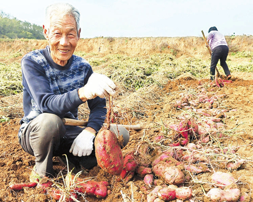 Potato brings sweet benefits to rural Shanxi