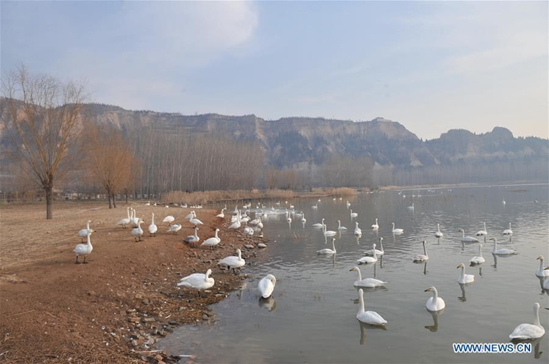 Wild swans migrate to N China's Shanxi from Siberia