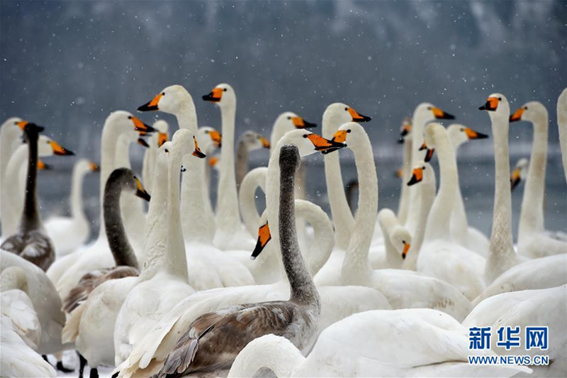 Swans in snowy Pinglu county