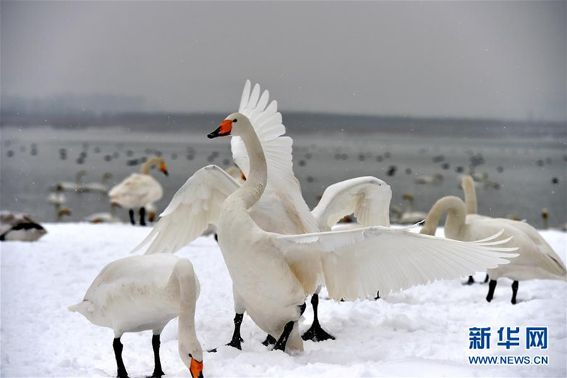 Swans in snowy Pinglu county