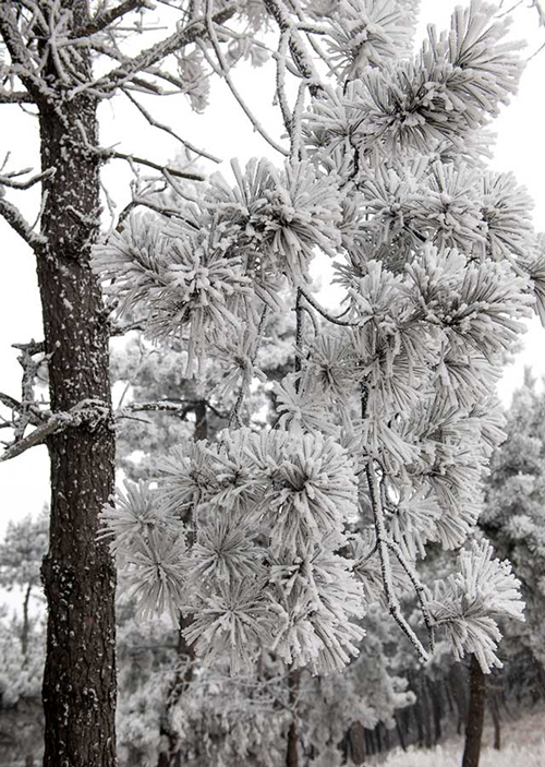 Frost scenery at Riyuexing scenic resort in Zuoquan, China's Shanxi