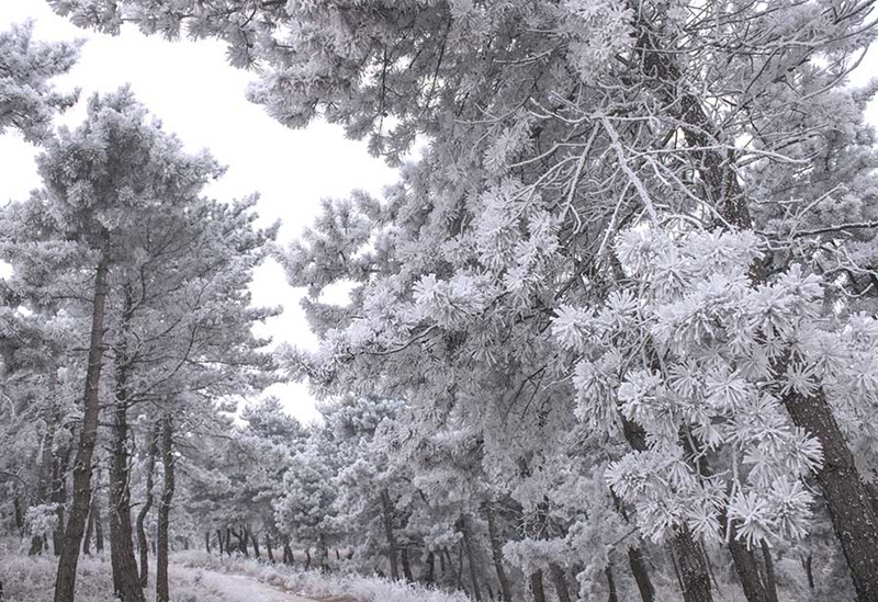 Frost scenery at Riyuexing scenic resort in Zuoquan, China's Shanxi