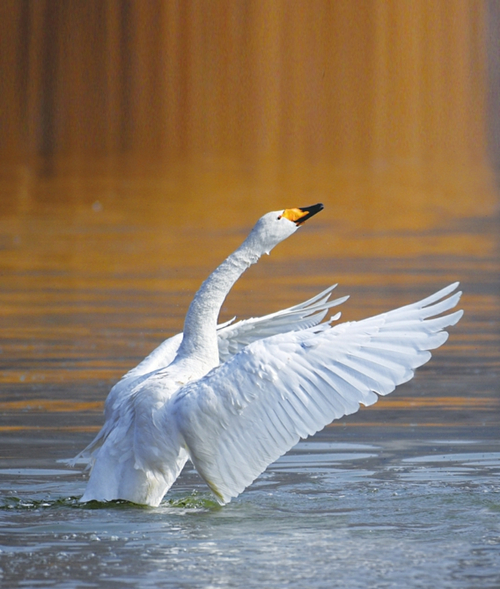 Shanxi swans return to Siberia