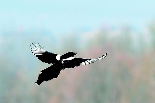 Shanxi scenic area attracts rare birds