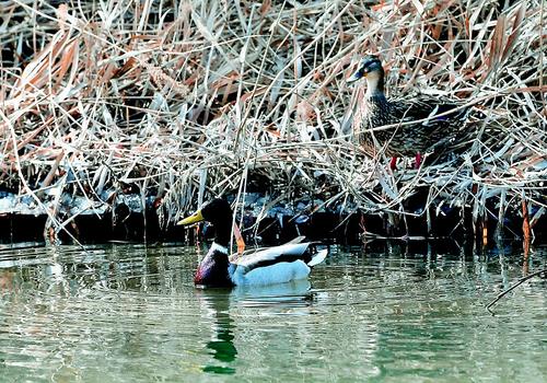 Shanxi scenic area attracts rare birds