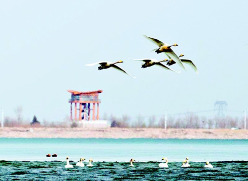 Swans and seniors flock to Guangling for clean environment