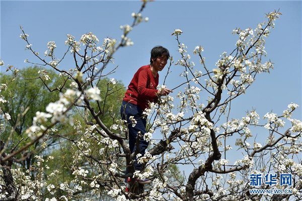 Farmers busy with artificially pollinating pear trees