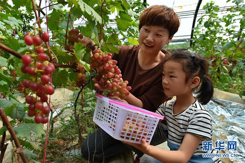 Grape picking proves popular in rural Shanxi