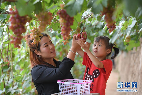 Grape picking proves popular in rural Shanxi