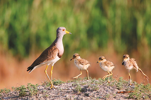 Yanhu Lake provides birdwatchers' paradise