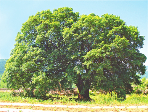 Old Shanxi trees recognized nationally for their beauty