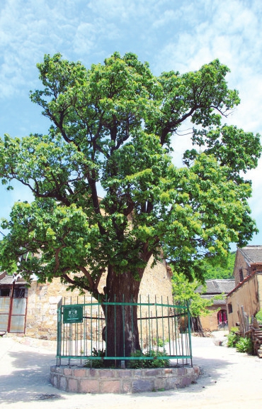 Old Shanxi trees recognized nationally for their beauty