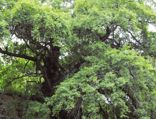 Old Shanxi trees recognized nationally for their beauty