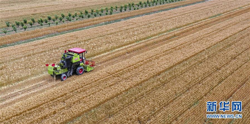 Farmers harvest wheat in Yuncheng