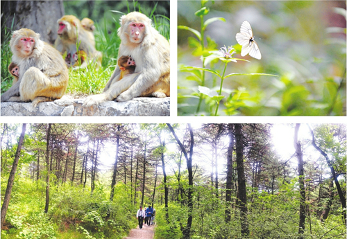 Qinyuan county attracts sightseers with forest