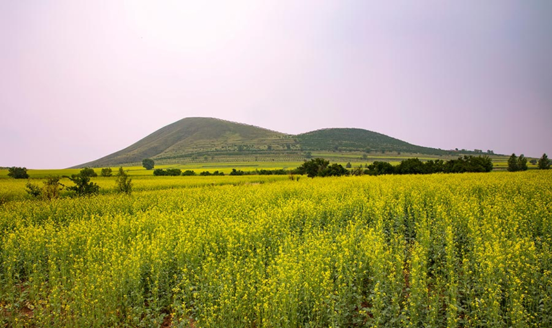 Cole flowers flourish at the feet of volcanoes