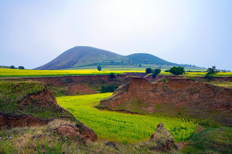 Cole flowers flourish at the feet of volcanoes