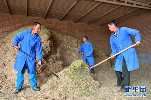 Alpaca breeding helps fight poverty in Shanxi