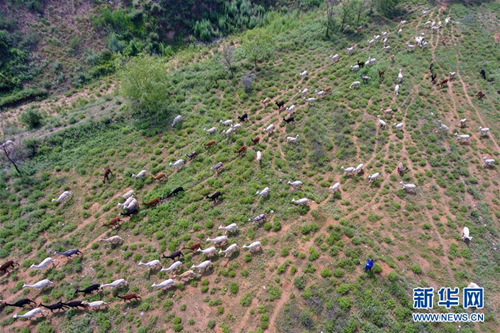 Alpaca breeding helps fight poverty in Shanxi