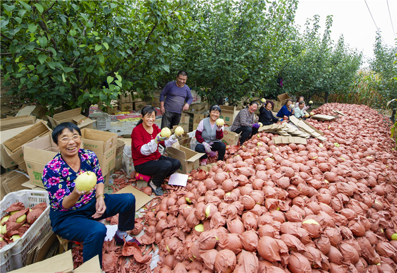 A golden autumn harvest in Shanxi province