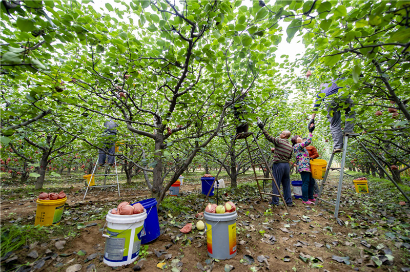 A golden autumn harvest in Shanxi province