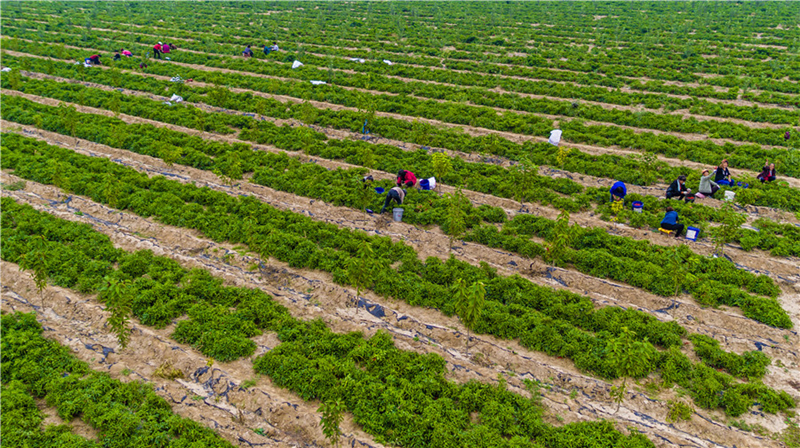 A golden autumn harvest in Shanxi province