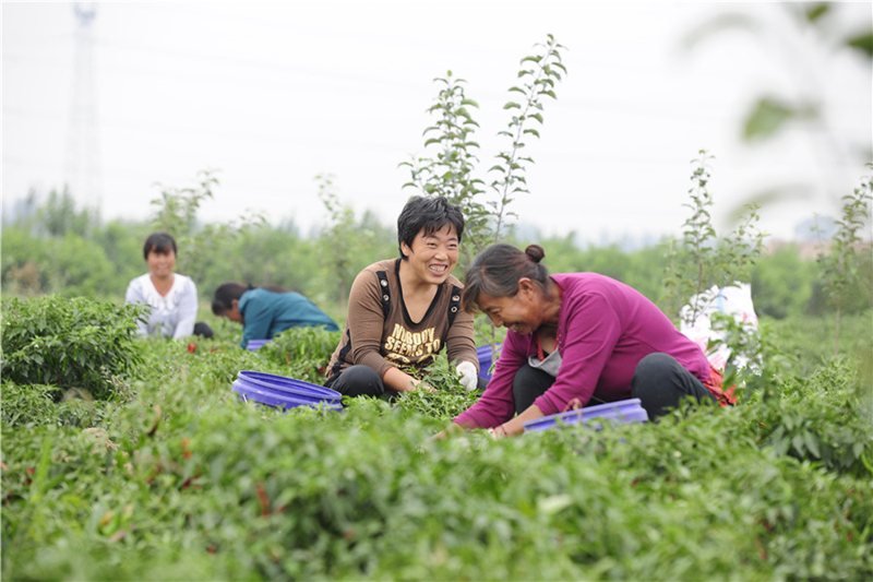 A golden autumn harvest in Shanxi province