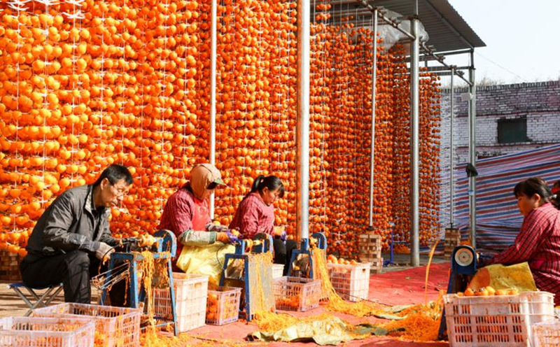 A golden autumn harvest in Shanxi province