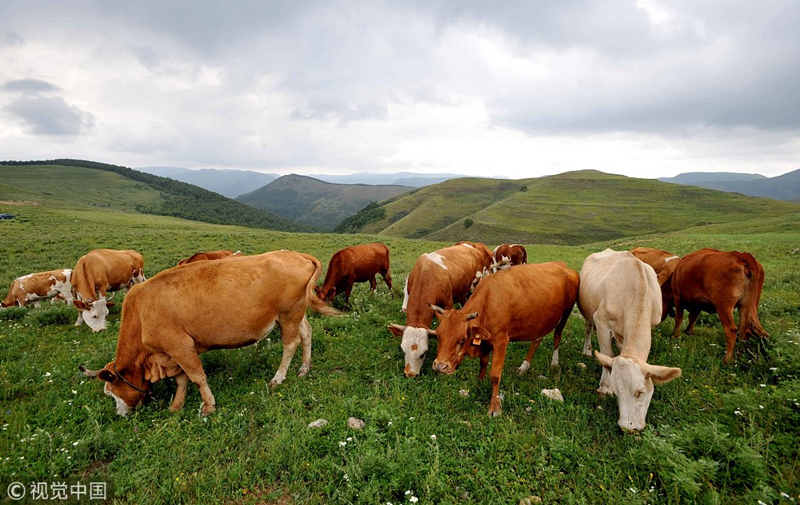 A journey to alpine grasslands in Shanxi